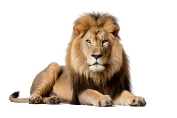 A lion named Panthera leo, aged 8, is seated in front of a plain transparent background.