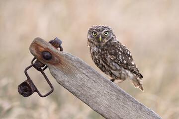 Little Owl (Athene Noctua) in farmland at dusk - 620633539