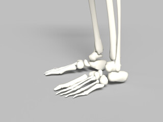 Skeleton Leg In White Background