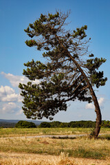 Baum-Verbeugung