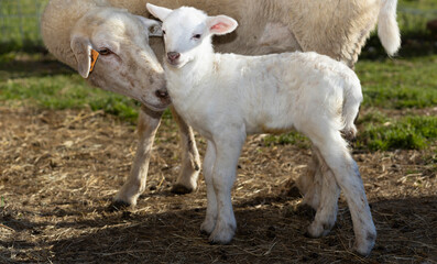 Ewe showing love to its young lamb