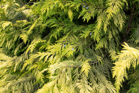 Chamaecyparis lawsoniana or Port Orford cedar or Lawson cypress coniferous plant.
