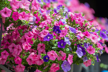 Colorful petunia flowers closeup. Colorful Petunia flowers in the garden.