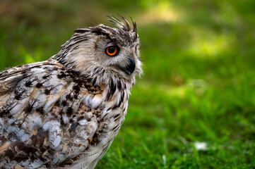 Closeup portrait of an owl isolated on a natural background with copy space.