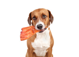 Isolated dog with buffalo ear looking at camera. Cute puppy dog sitting with large smoked water...