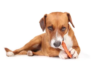 Keuken foto achterwand Buffel Happy dog with animal ear chew stick looking at camera. Cute puppy dog chewing large smoked water buffalo ear in mouth and between paws. Chew fun, dental health or teething. Selective focus.