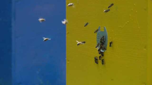 Honey bees fly next to the bee hive in the apiary to collect honey, close up. Beekeeping in countryside