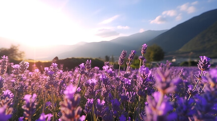 Panoramic view of blooming lavender flowers on nature field in summer, natural flowers background, purple lavender panoramic view. 