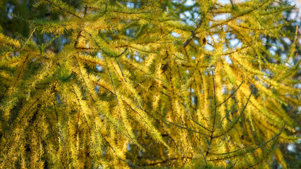 Lush yellow-green larch branches are bathed in the warm glow of the autumn sun, with occasional glimpses of blue sky creating a breathtaking scene, perfect as a wallpaper or background.
