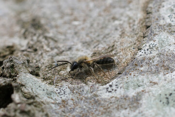 Selective focus closeup of a male Small Sallow mining bee, Andrena praecox, on the bark of a tree