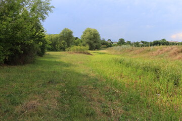 A grassy area with trees and a blue sky