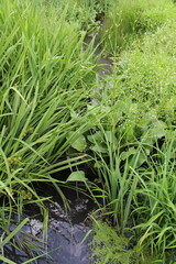 A stream of water surrounded by tall grass