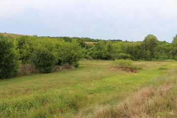 A field of grass and trees