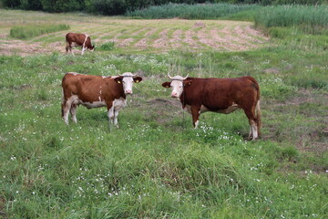 Fototapeta na wymiar Cows in a field with cows