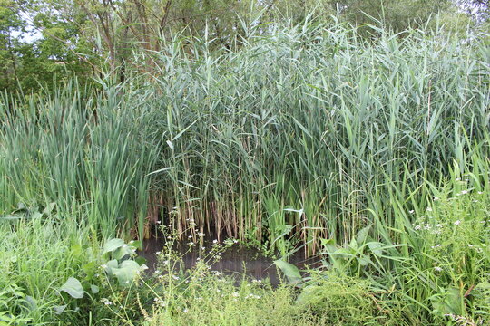 A swamp with tall grass