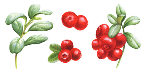 Watercolor set of illustration with cowberries