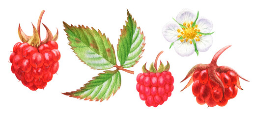 Watercolor set of illustration with raspberries