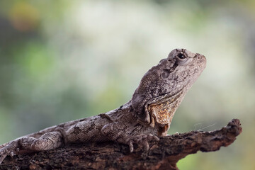 Frilled lizard sitting on a tree branch