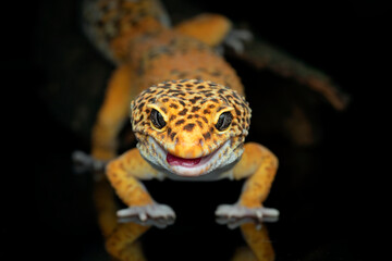 Leopard gecko in black background