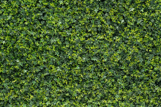 textura de muro con follaje decorativo artificial