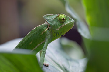 Close-up photo of a baby veiled chameleon