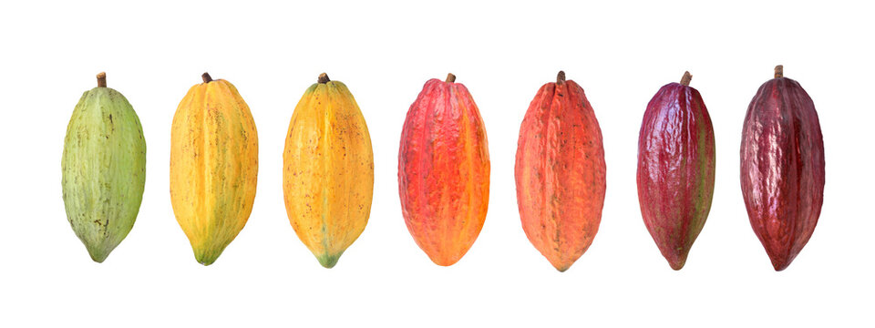 Variety of fresh cocoa pods isolated on white background. Clipping path.
