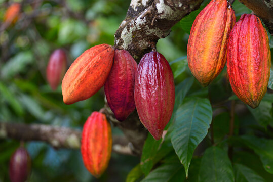 Close-up Cocoa pods hanging on tree in cocoa plantation.