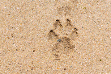 Paw print of a dog in the sand