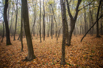 Fototapeta premium Autumn forest. Morning light. Fog in the forest