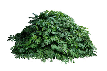 Green leaves of native Monstera or Epipremnum pinnatum the  climbing plant tropical plant bush growing in wild © Chansom Pantip