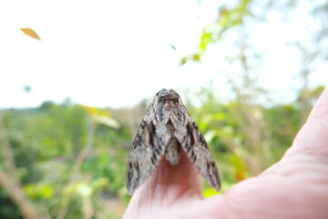 butterfly on hand