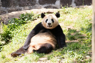 Fototapeta premium Close up Cute panda resting on the bed