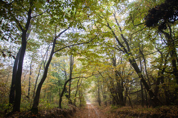 Fototapeta na wymiar Autumn forest. Morning light. Fog in the forest