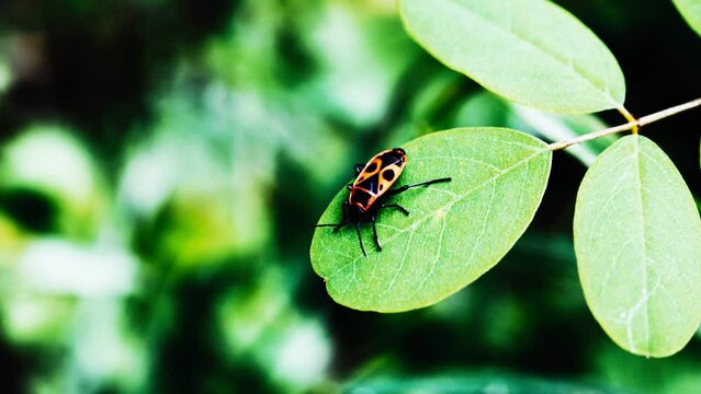 red flame bedbug on green leaf
