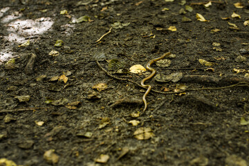 mały wąż w lesie na roztoczu