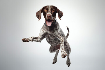 Happy German Shorthaired Pointer dog jumping on a white background. Banner concept for pet shop, e commerce pet, veterinary clinics. Generative AI. 