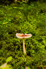 piękny grzyb rosnący w lesie - obrazy, fototapety, plakaty