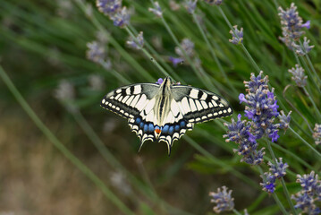 Old World Swallowtail or common yellow swallowtail (Papilio machaon) sitting on lavender in Zurich, Switzerland