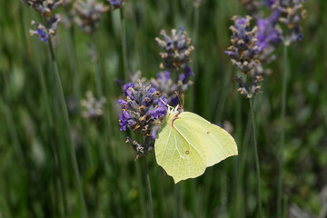 Common brimstone butterfly (Gonepteryx rhamni) sitting on lavender in Zurich, Switzerland