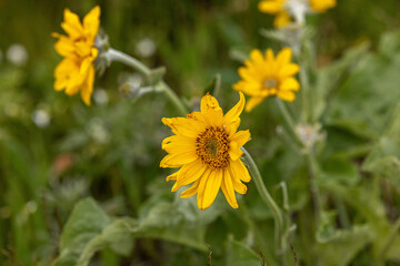 Yellow wild flowers