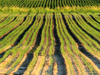 Wschodzące rośliny wczesną wiosną © Renata