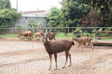 Some deers on the zoo