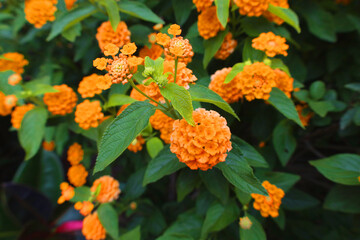 Orange Blume