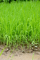 Obraz premium closeup the bunch green ripe paddy plant soil heap and growing in the farm with water drops soft focus natural green brown background.