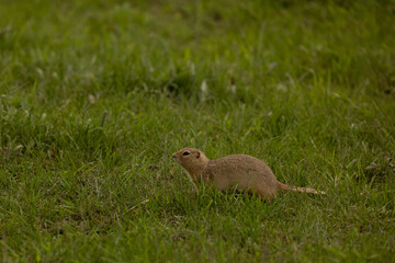Montana prairie dog in green grass