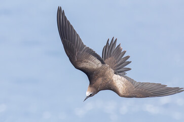 Brown Noddy, Anous stolidus, in flight