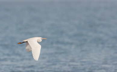 Chinese Egret, Egretta eulophotes