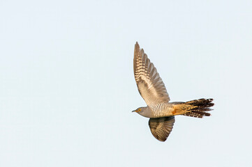 Eurasian Cuckoo in flight in the Netherlands.