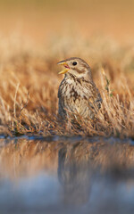 Corn Bunting, Emberiza calandra