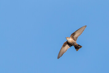 Crag Martin, Ptyonoprogne rupestris